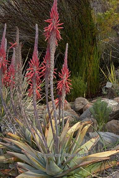 aloe suprafoliata graphic